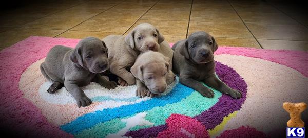 puppylove12 Picture 1
